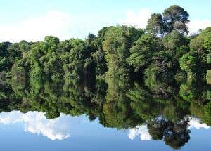 Protected 'Igapo' forest on the Rio Negro, Brazil, July 2007