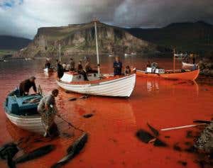 Faroe islanders told to stop eating 'toxic' whales