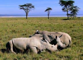 Rare species could be frozen for future cloning