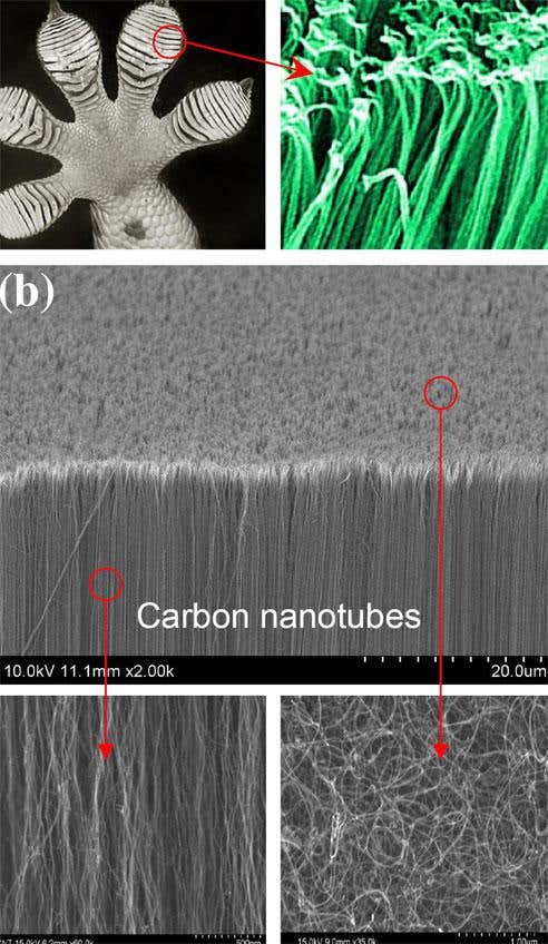 A close of up the structures on a gecko's foot, compared with the nanotubes that make up a synthetic mimic that is even stickier than the real thing