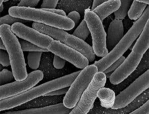 Super-biofuel cooked up by bacterial brewers