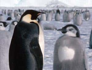 Antarctic islands surpass Galapagos for biodiversity