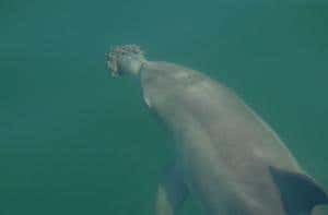 The dolphins use basket sponges to stir up fish in sandy channels - the technique is almost exclusively used by females