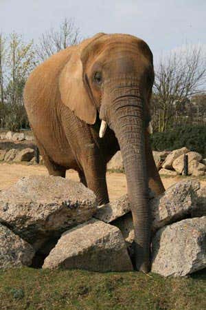 Zoos 'consuming' elephants from the wild