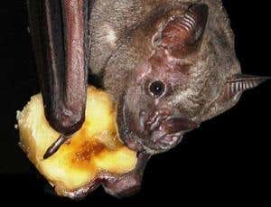'Whispering' bats as loud as a rock concert