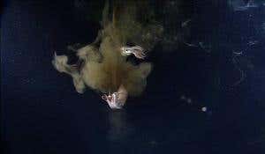 Squid in acid: What future oceans hold in store