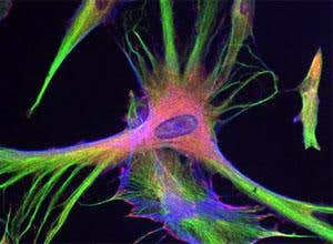 Gallery: The inner workings of cells