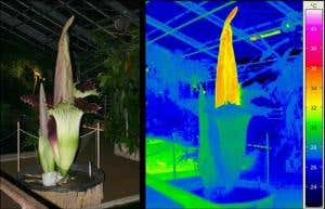Giant stinking flower reveals a hot secret