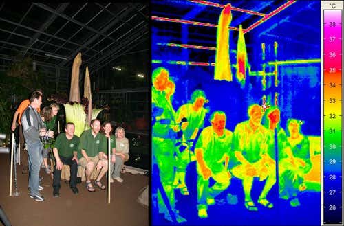 On the left, a normal flash-photography image of the flower and a group of people, and on the right, the same scene photographed with a thermal camera, showing that the flowers reach body temperature (Image copyright: Jörg Szarzynski)