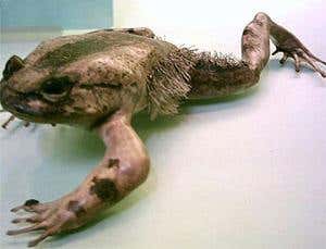 The year's weirdest animals