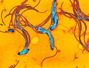 New Scientist. Science news and long reads from expert journalists, covering developments in science, technology, health and the environment on the website and the magazine.