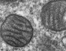 Mitochondrial battery could sniff out explosives