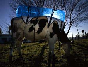 How kangaroo burgers could save the planet