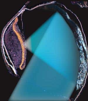 Deep-sea fish uses mirror magic to reflect light