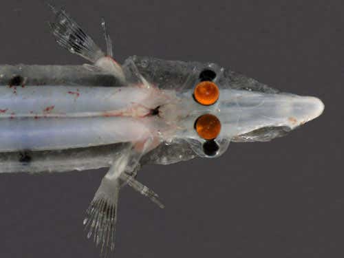 A spookfish. The red eyes are the spookfish's tubular eyes, which point upwards. The black bumps on the side of its head are the diverticular eyes; these point downwards, so they do not reflect the flash-light