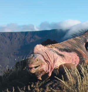 Darwin missed 'earliest' Galapagos species