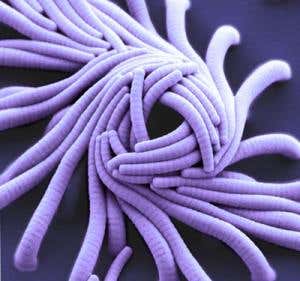 New Scientist. Science news and long reads from expert journalists, covering developments in science, technology, health and the environment on the website and the magazine.