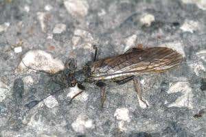 Stoneflies often mistakenly lay their eggs on roads 