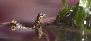 New Scientist. Science news and long reads from expert journalists, covering developments in science, technology, health and the environment on the website and the magazine.