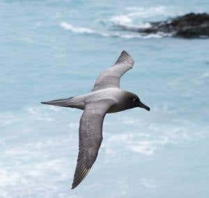 Rampant rabbits trash World Heritage island