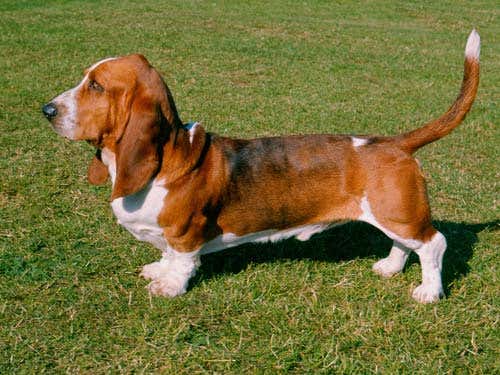 The trailing tummies of basset hounds will no longer be allowed 