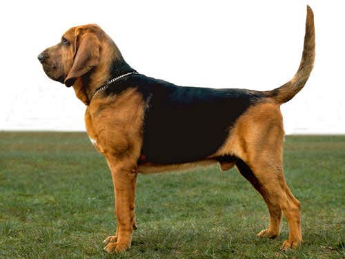 The unfeasibly saggy skin of bloodhounds must go 