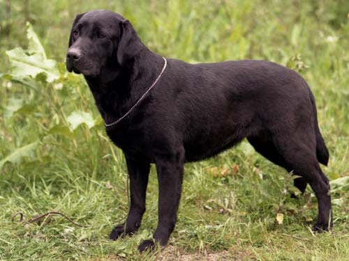 Labradors will no longer be marked up for fatness 