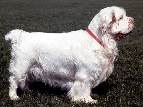 Clumber spaniels will no longer be marked up for fatness 