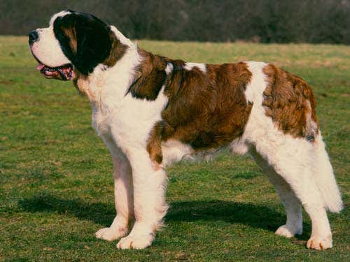 St Bernard's will lose their 