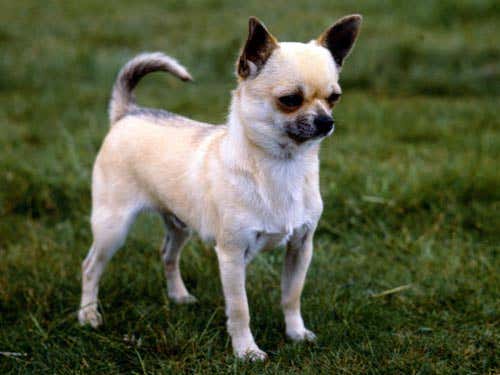 Smallness is no longer 