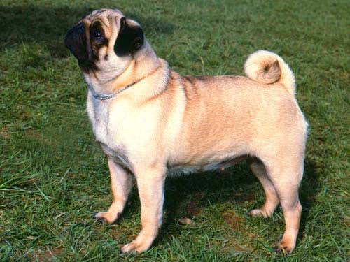 Pugs must lose the wrinkles that obstruct breathing 