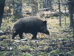 Wild boar with a highly camouflaged coat 