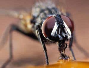 Invention: Safer fly trap scent