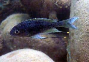 A male cichlid guarding a territory at Kasakalawe Point in Lake Tanganyika