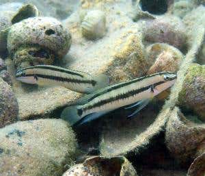Two cichlids on a shell-nest at Kasakalawe Point in Lake Tanganyika