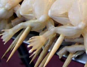 Appetite for frogs' legs harming wild populations