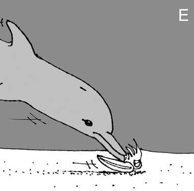 Rubbing the inkless corpse against the sand breaks and releases its indigestible cuttlebone 