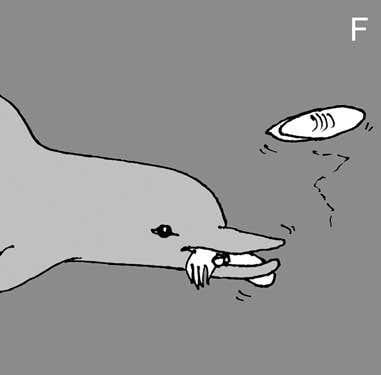 The filleted cephalopod is now ready to eat 