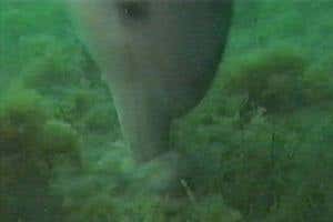 Bottlenose dolphin shows off her butchering skills