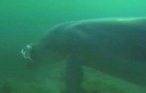 Next, she nudges the invertebrate off the seafloor with her snout 