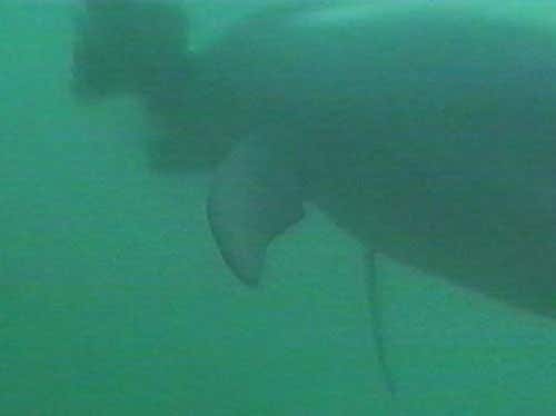 To remove the cuttlefish's ink, which can slow digestion, the dolphin shakes it back and forth 