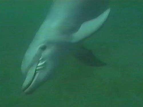 Rubbing the inkless corpse against the sand breaks and releases its indigestible cuttlebone. The filleted cephalopod is now ready to eat 