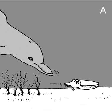 The dolphin begins the routine by shooing a cuttlefish out of hiding 