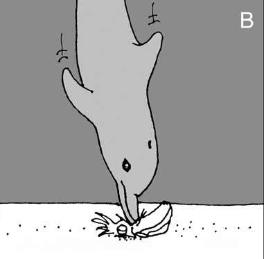 She proceeds to pin it to the sand to kill it 