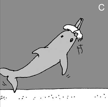 Next, she nudges the invertebrate off the seafloor with her snout 