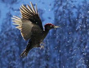 Shooting beauty: Prize-winning photos of birds