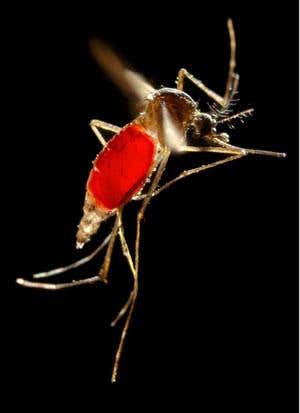 New Scientist. Science news and long reads from expert journalists, covering developments in science, technology, health and the environment on the website and the magazine.