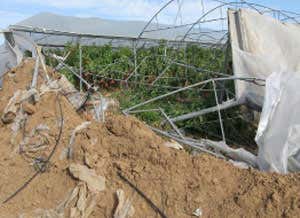 Conflict leaves Gaza's agriculture in ruins