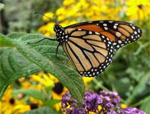 Butterflies use penis to gauge sex competition