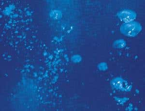 Starving bacteria bumped up early Earth's oxygen